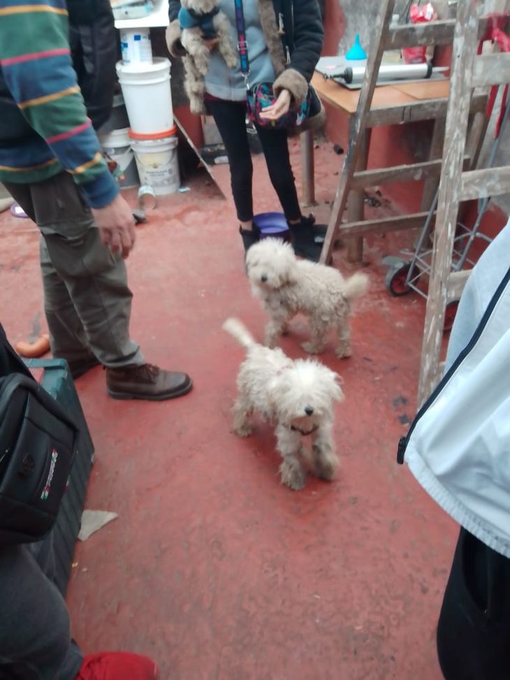 Los caniches se encontraban en condiciones muy precarias. Los caniches se encontraban en condiciones muy precarias.