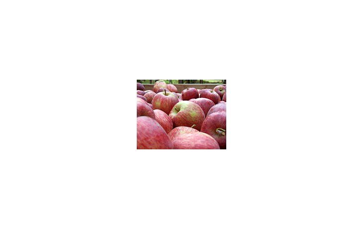 Fruticultores reclaman  medidas paliativas ante el aumento de los costos