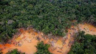 Brasil: cientos de barcos extraen oro ilegalmente en el Amazonas