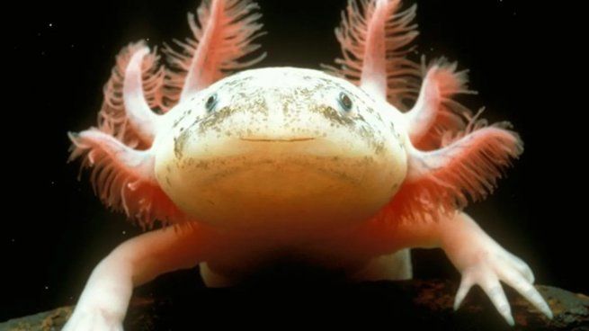 La naturaleza no deja de sorprendernos y en el marco del día del animal, recopilamos los 10 animales más raros del mundo.