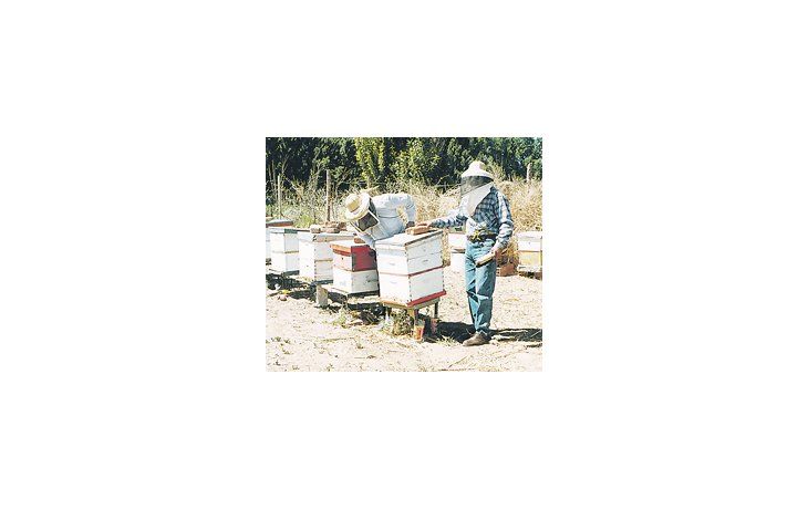 La actividad apícola es desarrollada por algo más de 33 mil productores, que cuentan con alrededor de cuatro millones de colmenas, principalmente en las provincias de Buenos Aires, Entre Ríos, Santa Fe y Córdoba.