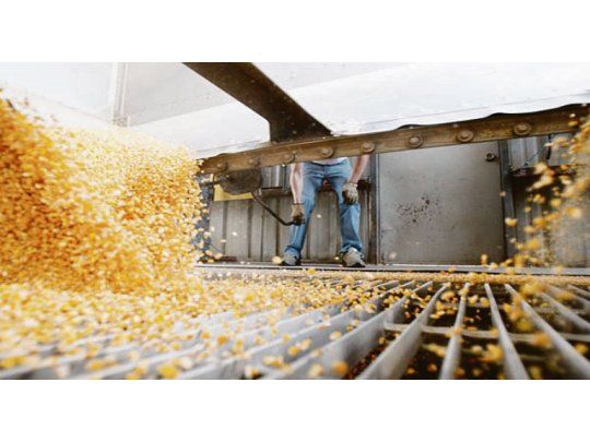 Más producción. La campaña pasada se cosecharon alrededor de 39 millones de toneladas de maíz y para 2017/18 se estiman 41 millones.