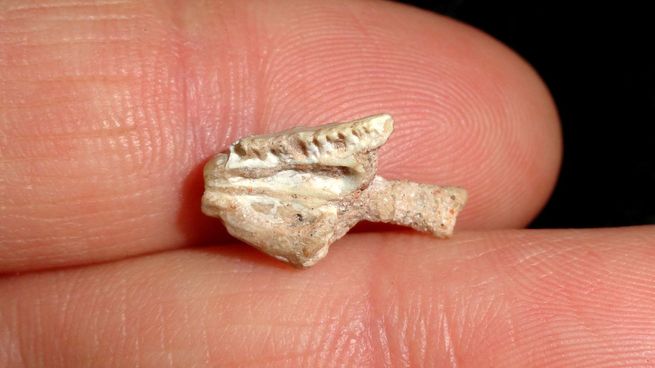 Lagarto histórico.jpg