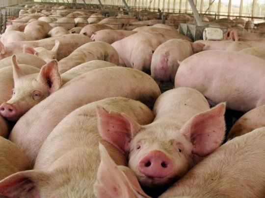 Según CONINAGRO, hay unos 80 mil productores de carne porcina.