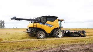 La apertura del mercado mexicano para el arroz es una de las posibilidades que analiza el gobierno.