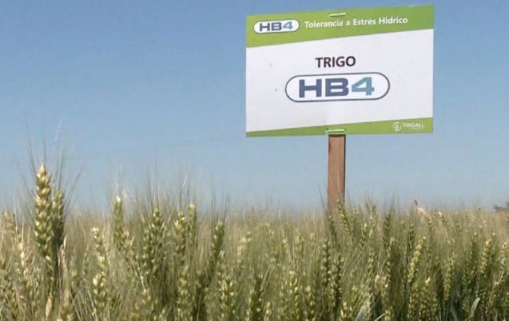 el gobierno aprobo la venta del primer trigo transgenico hb4 resistente a la sequia