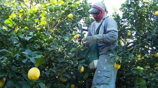 La sucesión de malas campañas afectó a la producción de limones.