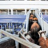 La Asociación Rural del Uruguay aseguró que lo ocurrido con el buque varado en Turquía es un tema privado, pero involucra al país. La Asociación Rural del Uruguay aseguró que lo ocurrido con el buque varado en Turquía es un tema privado, pero involucra al país.