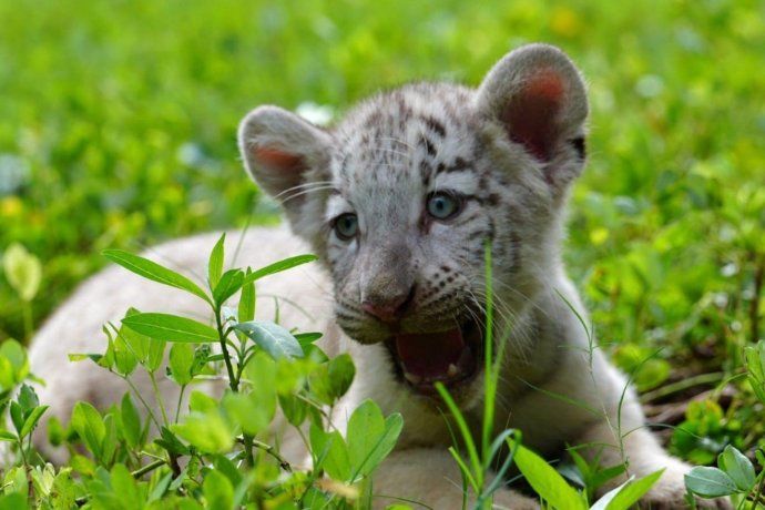 La hembra más clara La hembra más clara