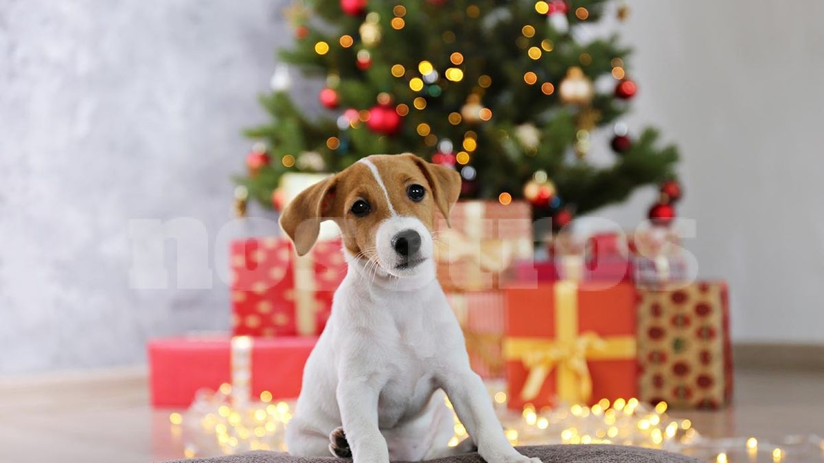 Christmas table: what foods can be toxic for your dog and should not be eaten