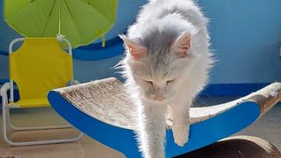 Cómo afectan el calor y los mosquitos a los gatos