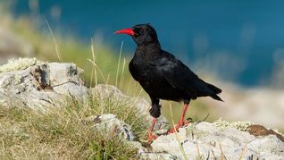 Proyecto de conservación que permitió recuperar una especie perdida en Kent.