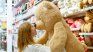 What budget is needed to give a teddy bear in Valentine's Day 2025. What budget is needed to give a teddy bear in Valentine's Day 2025.
