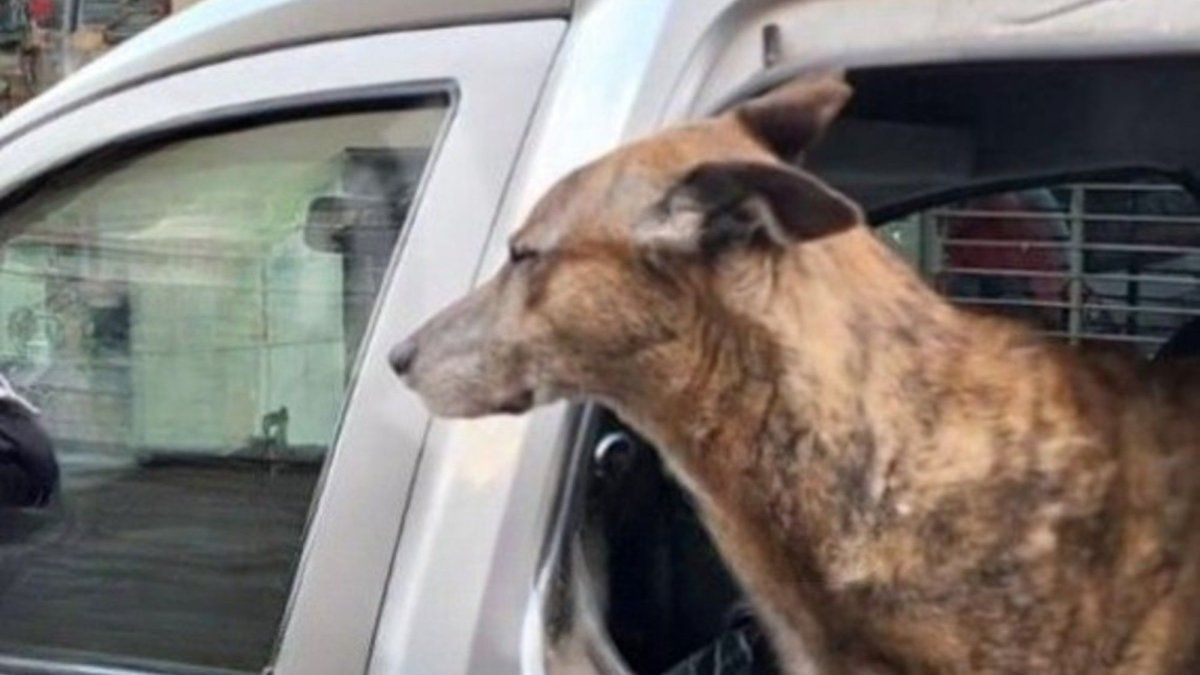 They left another dog locked in a car and the police broke the glass to save it