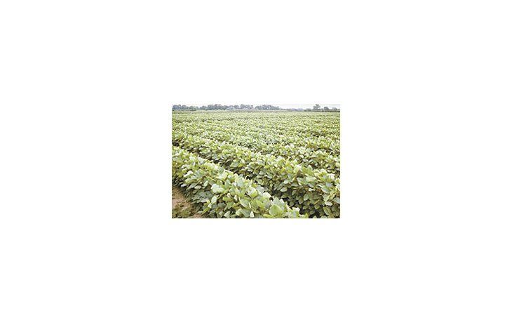 ámbito.com | El mercado climático sigue afectando la operatioria de los fondos de inversión en Estados Unidos. Aún pocas lluvias tienen un gran impacto en los precios.