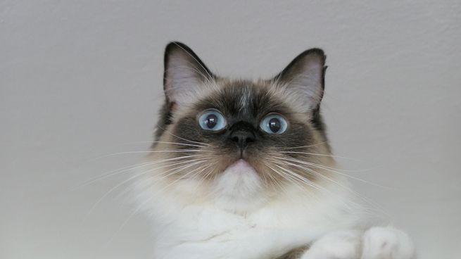 All the functions of cats’ whiskers All the functions of cats’ whiskers