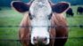 The millionaire livestock connection continues to speak in the political sphere. The millionaire livestock connection continues to speak in the political sphere.