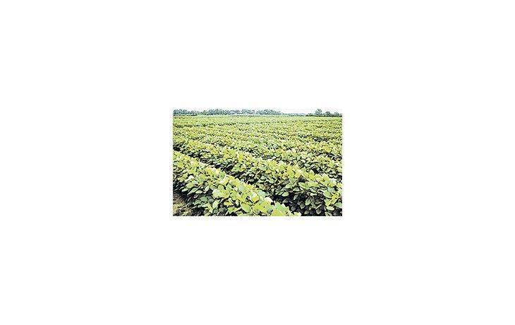 ámbito.com | La baja en las cotizaciones hizo que la producción de sojaperdiera rentabilidad.