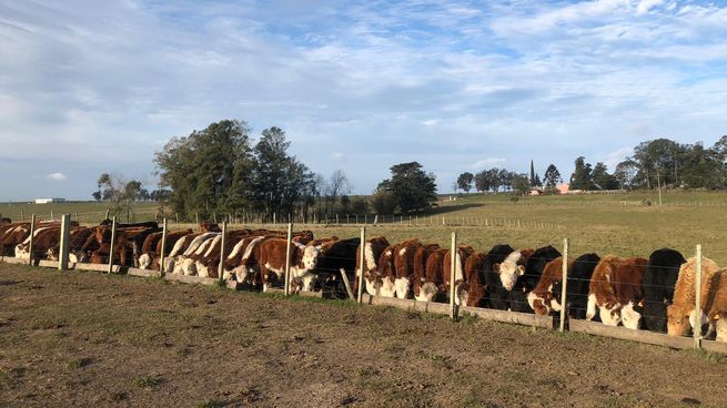 La sequía redujo la producción de leche.