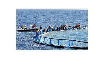 Sobrevivientes del naufragio de una patera de inmigrantes frente a las costas de Malta se aferran a una red de pescadores de atún.La mayor parte de los países europeos están endureciendo sus leyes para frenar la llegada de ilegales.