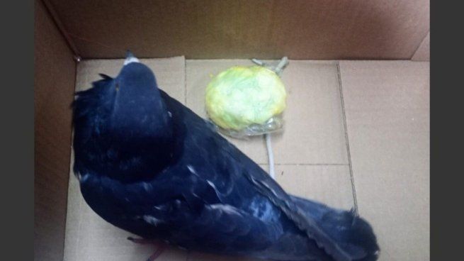 Una narcopaloma fue encontrada transportando 45 gramos de cocaína cerca de una cárcel en Santa Fé.