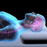 El estudio se suma a una sólida trayectoria científica que señala a regiones como las cortezas parahipocampal, perirrinal y prefrontal como responsables de codificar la memoria emocional. El estudio se suma a una sólida trayectoria científica que señala a regiones como las cortezas parahipocampal, perirrinal y prefrontal como responsables de codificar la memoria emocional.