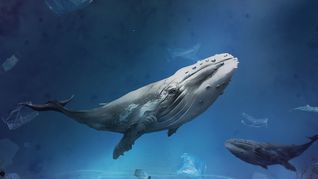 Una grabación de 1949 registró el canto de una ballena jorobada cerca de Bermudas y hoy es considerada la más antigua conocida. Una grabación de 1949 registró el canto de una ballena jorobada cerca de Bermudas y hoy es considerada la más antigua conocida.