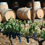 Parte del mundo del vino pide que no se eliminen todas las regulaciones del sector. Parte del mundo del vino pide que no se eliminen todas las regulaciones del sector.