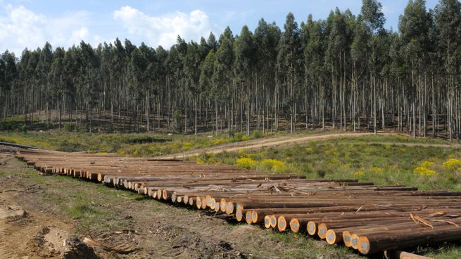 El sector forestal espera cerrar el año como líder exportador pese a la caída de precios de la celulosa.