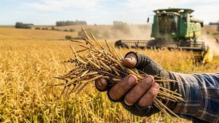 La cosecha de colza como cultivo en el interior del país dinamiza la actividad agrícola e impulsa un salto exportador del 167% frente a los registros del año pasado. La cosecha de colza como cultivo en el interior del país dinamiza la actividad agrícola e impulsa un salto exportador del 167% frente a los registros del año pasado.