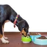 El semáforo de las croquetas para perros de 2025: las marcas que son excelentes, las que se salvan y las que nunca debes comprar, según la Profeco El semáforo de las croquetas para perros de 2025: las marcas que son excelentes, las que se salvan y las que nunca debes comprar, según la Profeco