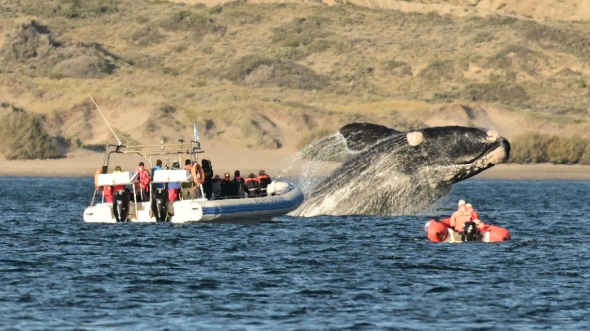 Registran 1.031 ballenas, con mayoría de madres con crías en los alrededores de Península Valdés