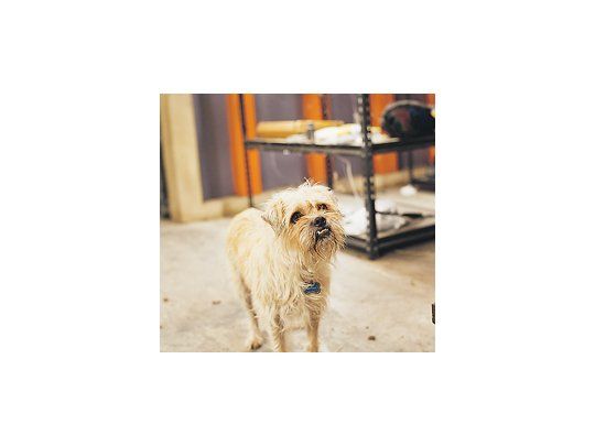 Este perro parlante se roba algunos de los mejores gags de «Mini espías 4», buen pasatiempo con atractivos para toda la familia.