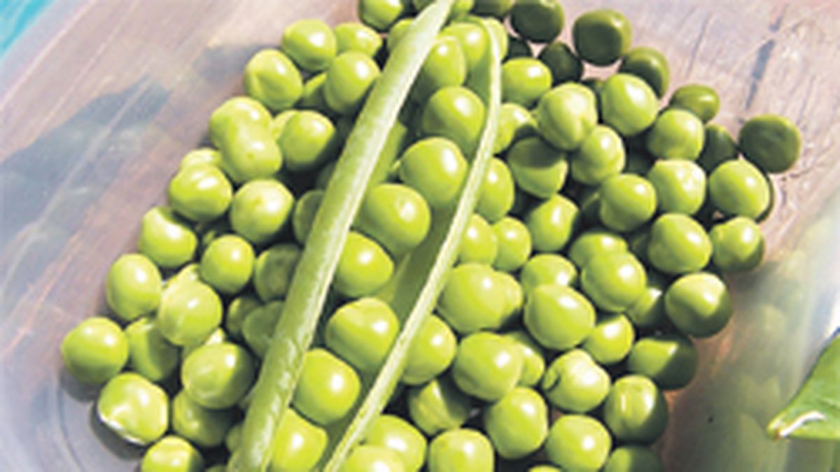 An ally of food: the health benefits of eating peas