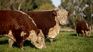 La nueva regulación europea forma parte de una política más amplia de control ambiental y trazabilidad que también alcanzará a otros productos agroindustriales, elevando las exigencias para exportadores de todo el mundo.