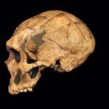 Comparan imágenes cerebrales de neandertales y humanos modernos. Comparan imágenes cerebrales de neandertales y humanos modernos.