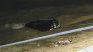 Dramático rescate: dos personas cayeron al Río de La Plata tras perder el control de su camioneta