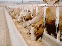 La sequía ya afecta al 50% del stock vacuno nacional (30 millones de animales)