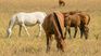 Equine encephalomyelitis continues to advance in Uruguay, with 61 confirmed cases.