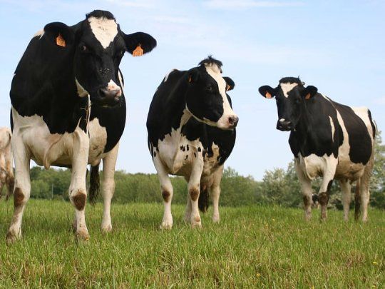bitcow-vacas.jpg