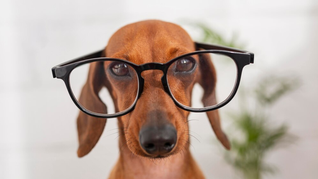 Inteligencia en perros﻿: el&nbsp;ranking﻿ definitivo.