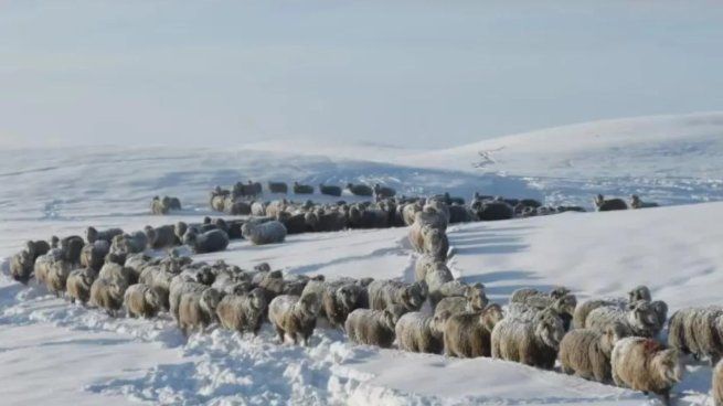 MIles de ovejas afectadas por la extrema ola polar en la Patagonia