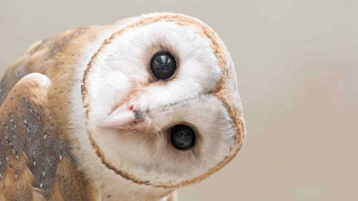 The true meaning behind the visit of a owl to your home, according to experts