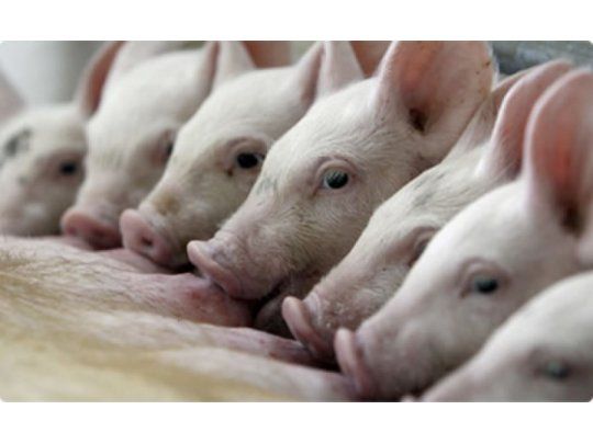 El sector porcino atraviesa una etapa de franca expansión