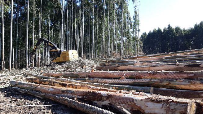 El volumen exportado de pino se desplomó un 78% en abril.