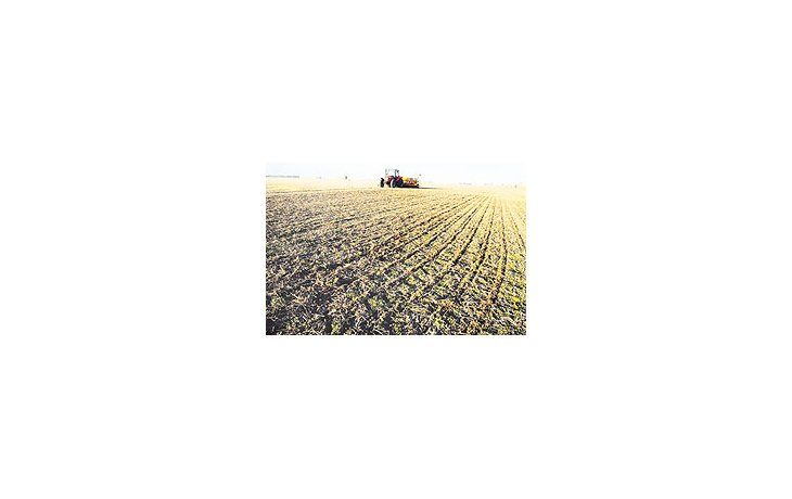 Se espera una baja de 4,4% para producción global de trigo de la próxima temporada. Sojay maíz también sufrirían mermas en sus cosechas.