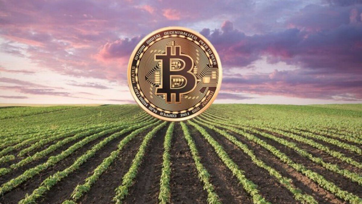 They propose digital soybeans as an alternative to the harsh impact of the drought: what is it about?