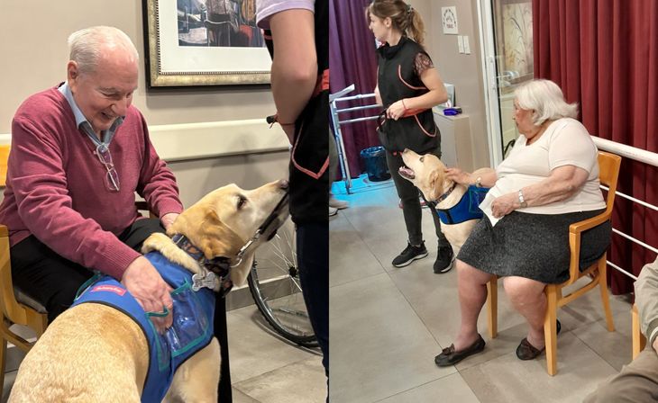 Golden retrievers y labradores participan de actividades planificadas junto a equipos interdisciplinarios.  