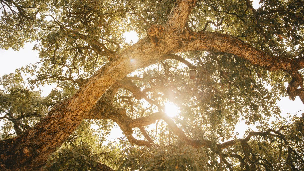 Almost 40% of tree species are in danger of extinction