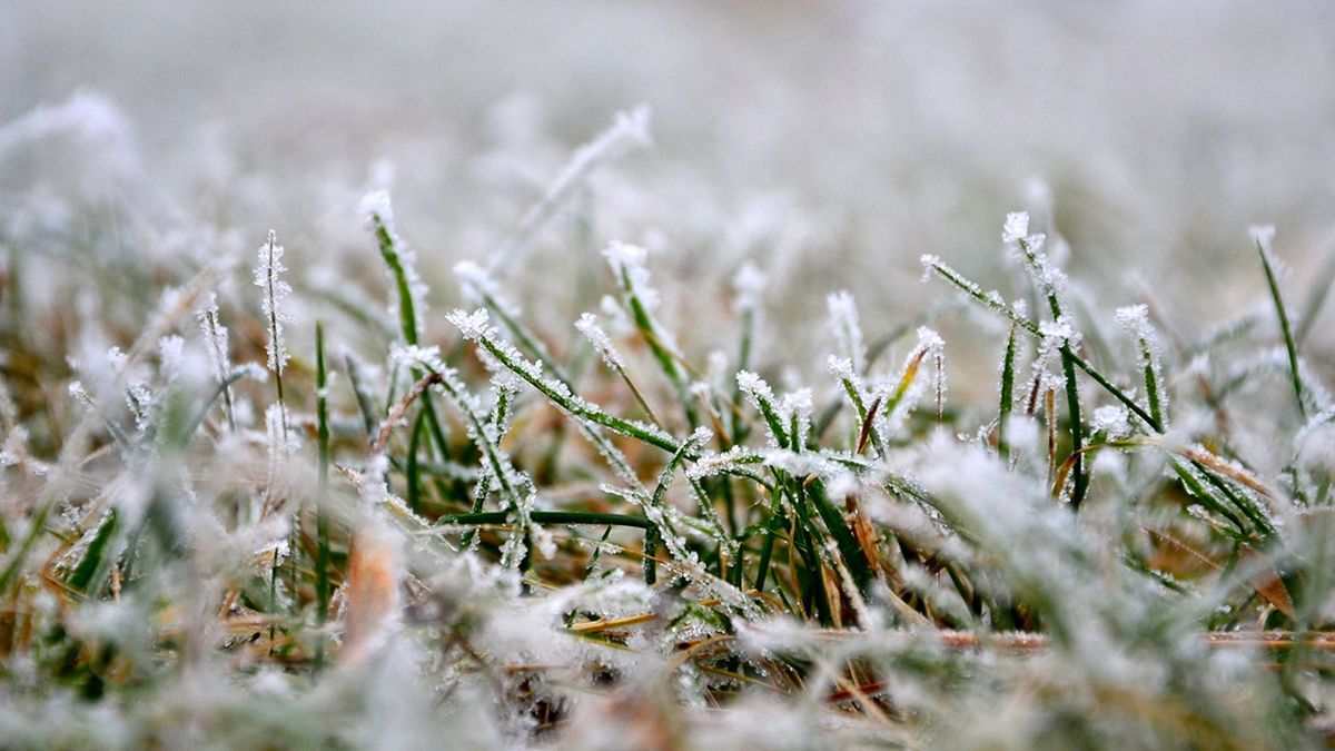 The Government declared the emergency for frost and hail in productions of Entre Ríos